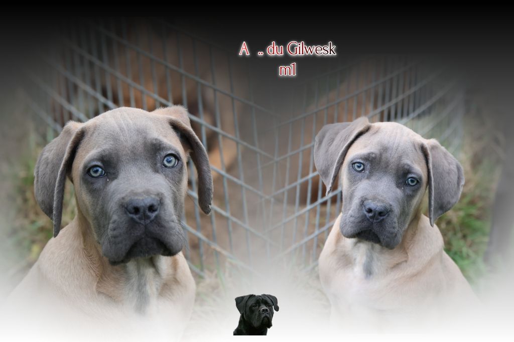 du Gilwesk - Chiots disponibles - Cane Corso