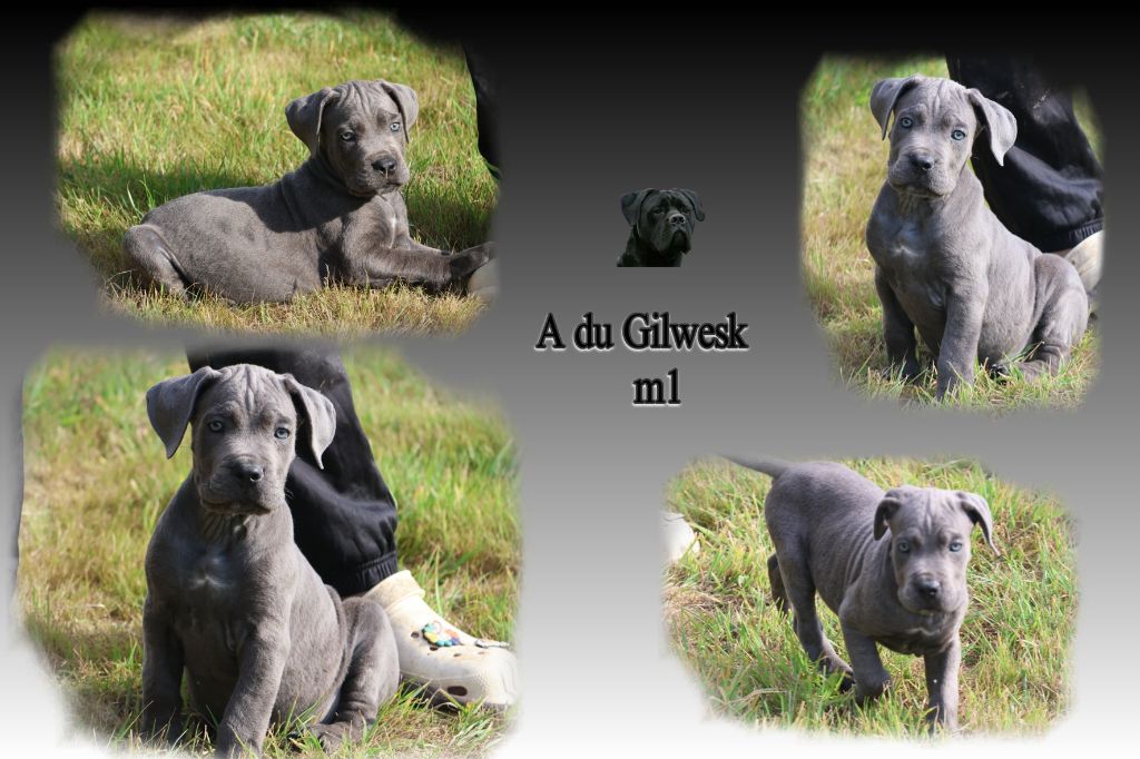 du Gilwesk - Chiots disponibles - Cane Corso
