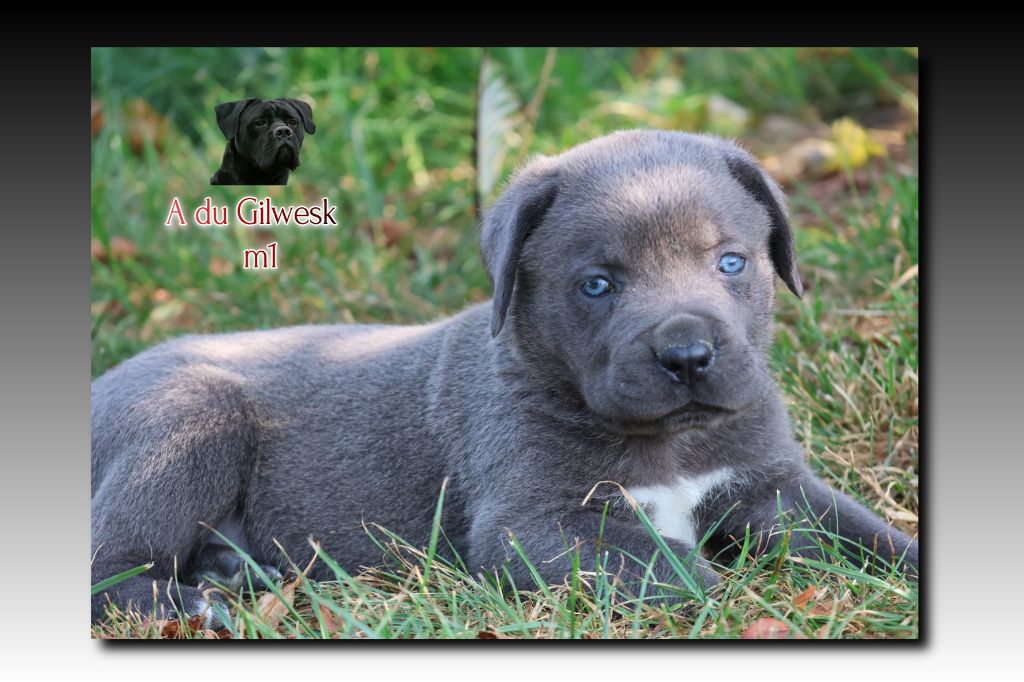 du Gilwesk - Chiots disponibles - Cane Corso