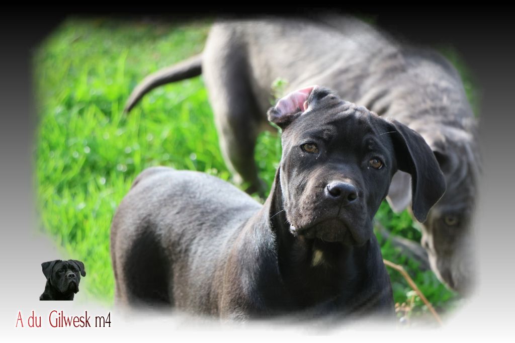 du Gilwesk - Chiots disponibles - Cane Corso