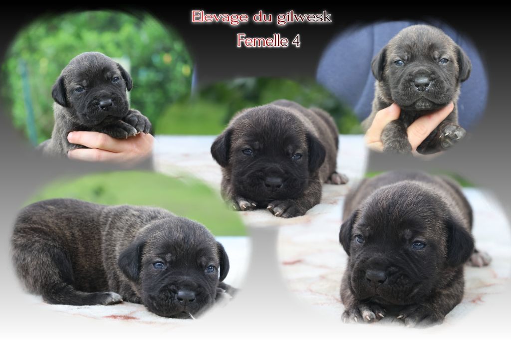 du Gilwesk - Chiots disponibles - Cane Corso