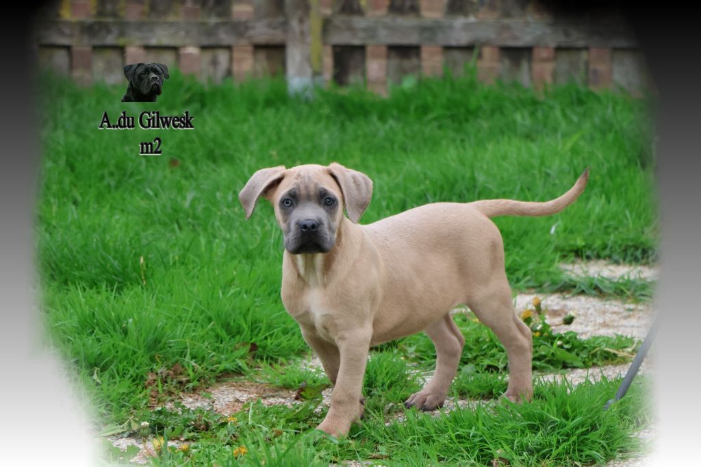 du Gilwesk - Chiots disponibles - Cane Corso