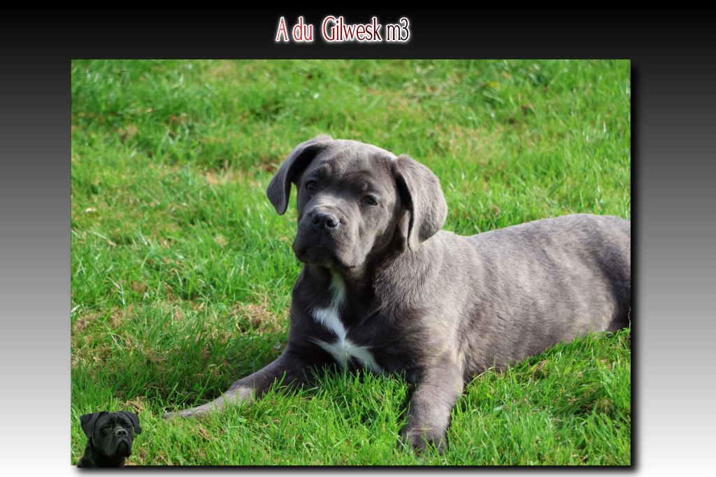 du Gilwesk - Chiots disponibles - Cane Corso