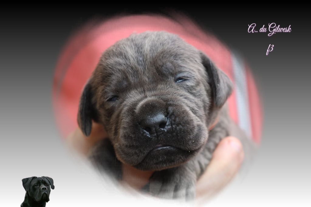 du Gilwesk - Chiots disponibles - Cane Corso