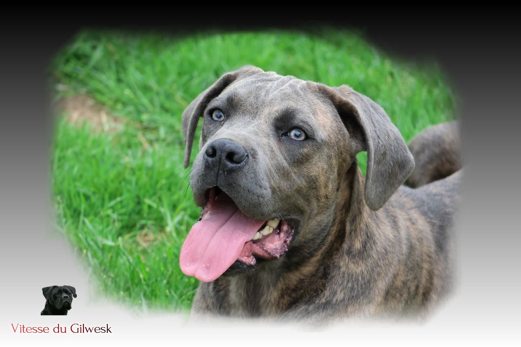 du Gilwesk - Chiots disponibles - Cane Corso