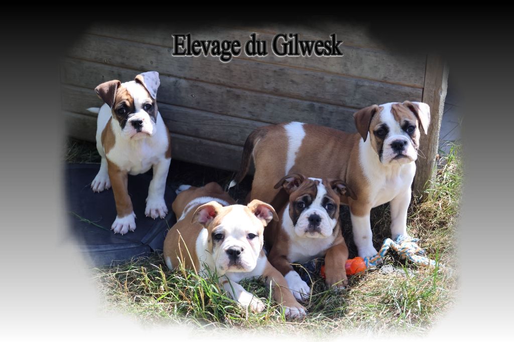 du Gilwesk - Bulldog continental - Portée née le 02/06/2025