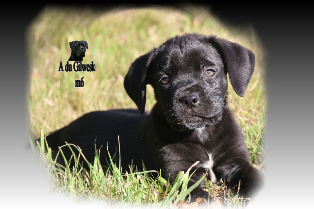 du Gilwesk - Chiots disponibles - Cane Corso