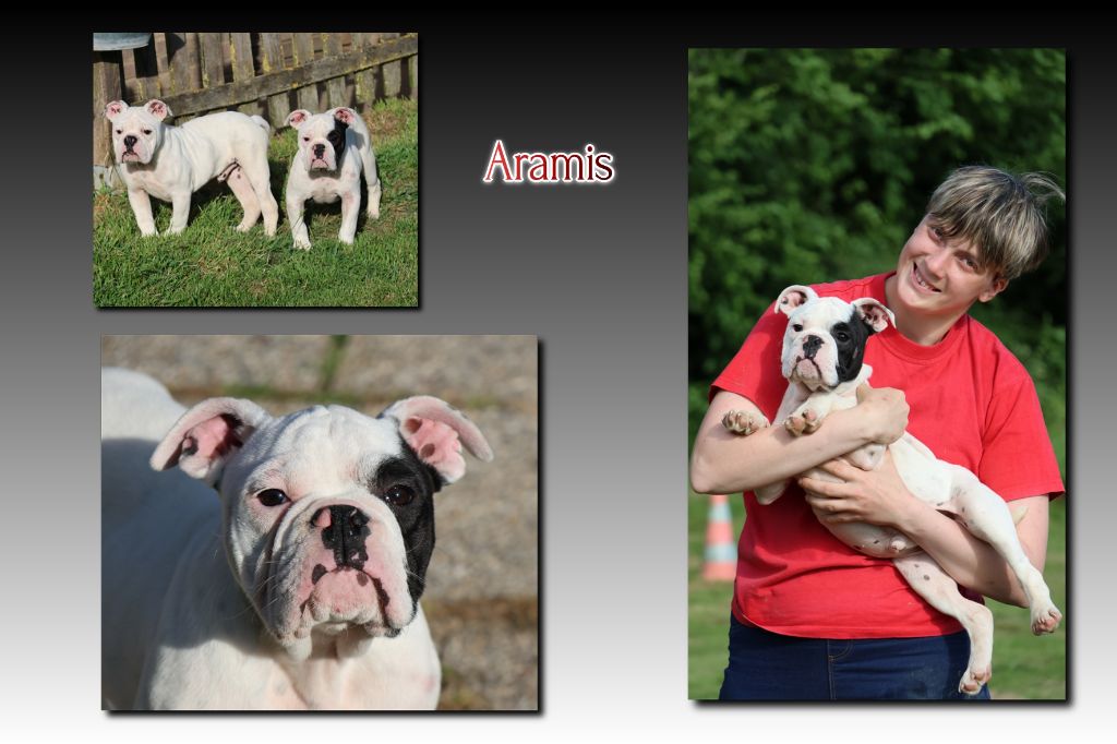 du Gilwesk - Chiots disponibles - Bulldog continental