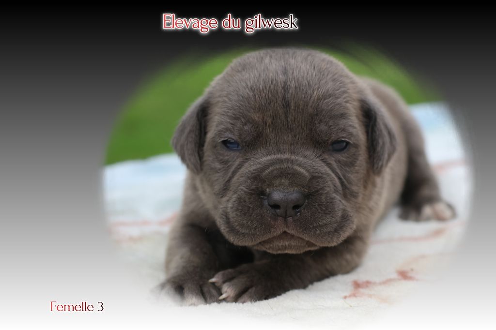 du Gilwesk - Chiots disponibles - Cane Corso