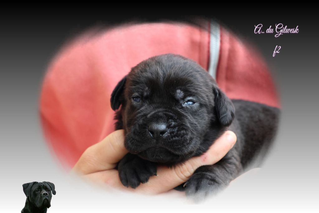 du Gilwesk - Chiots disponibles - Cane Corso