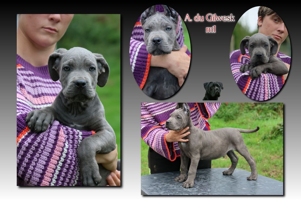 du Gilwesk - Chiots disponibles - Cane Corso