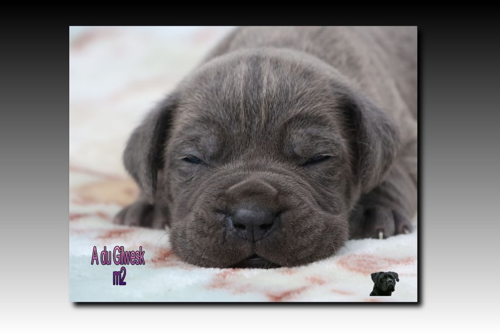 du Gilwesk - Chiots disponibles - Cane Corso