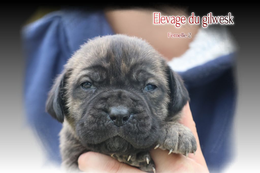 du Gilwesk - Chiots disponibles - Cane Corso