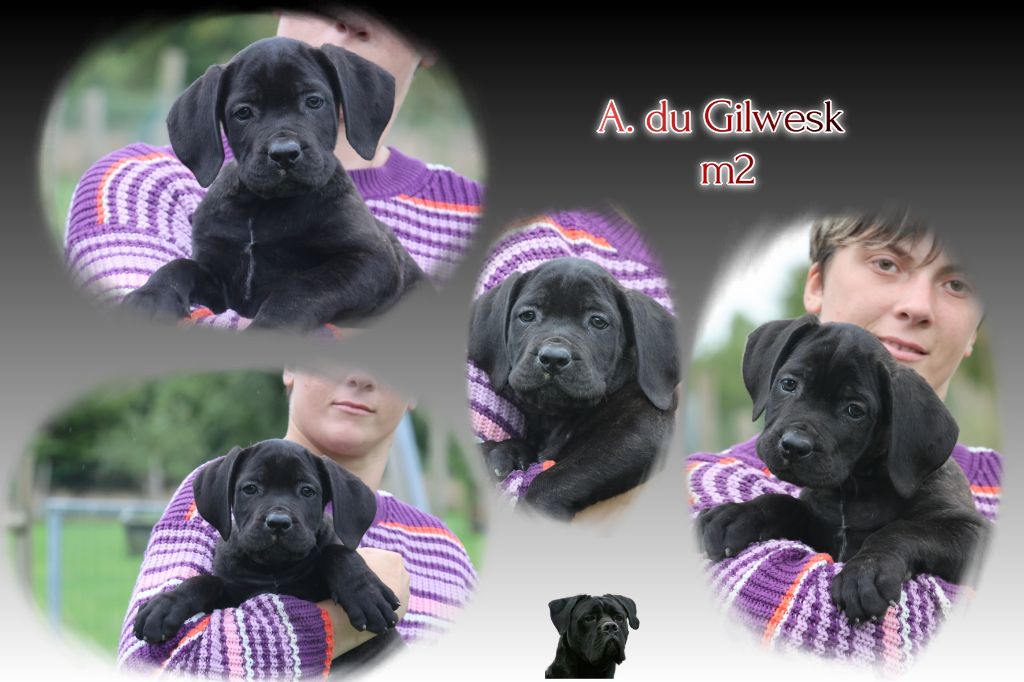 du Gilwesk - Chiots disponibles - Cane Corso